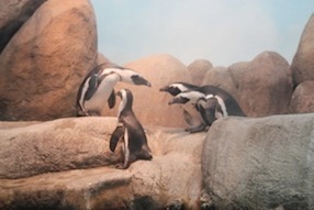 3Penguins.jpg