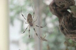 BigSpider.jpg