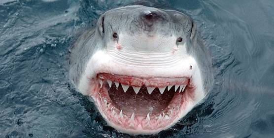 Bruce.png