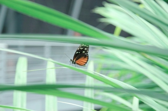 Butterfly.jpg