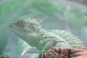 GreenLizard.jpg