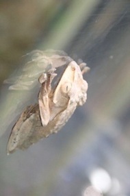 ScaryFrog.jpg