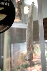 ScaryLizard.jpg