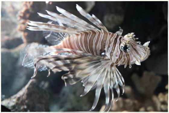 TigerFish.png