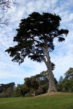 bigstrybingtree.jpg