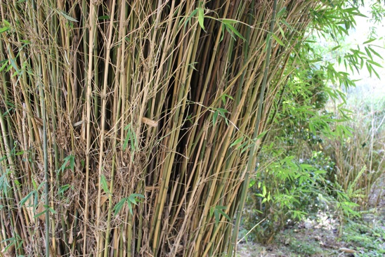 strybingbamboo.jpg