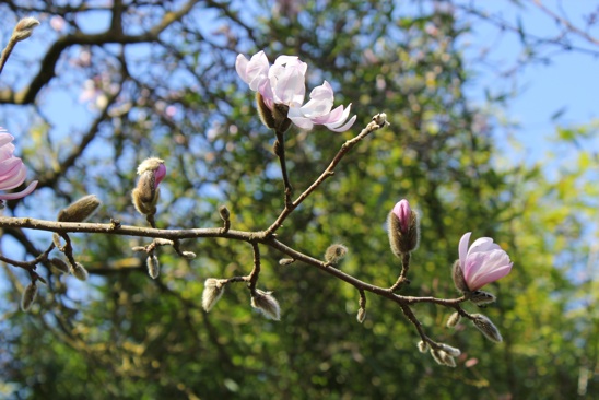 strybingmagnolias.jpg