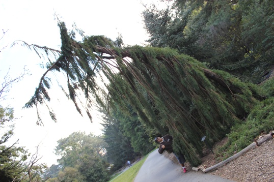 weepingsequoia.jpg