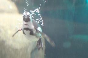 PenguinUnderwater.jpg